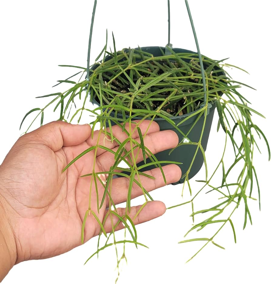 Amazon.com : Hoya Linearis Live Plant in 6” Hanging Pot – Rare
